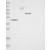 Western Blot: ADAM2 Antibody [NBP1-85415] Lane 1: Marker [kDa] 230, 130, 95, 72, 56, 36, 28, 17, 11 | Lane 2: RT-4 | Lane 3: U-251 MG | Lane 4: Human Plasma | Lane 5: Liver | Lane 6: Tonsil